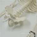 Heißer Verkauf 1/2 lebensgroße Mini-Skelett-Modell